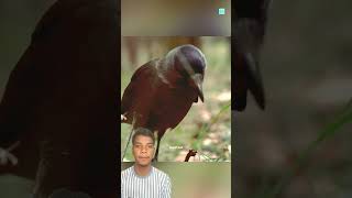 Watch The CrowS Compulsion😱।shorts viralvideo [upl. by Holle]