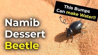 How to Beetles get water in the desert  The Bumps can make water [upl. by Ecidnacal396]