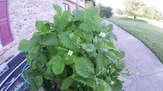 Growing Fragaria vesca Alpine Strawberries in Earthboxes [upl. by Elehcir452]