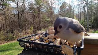 Tufted Titmouse eating a peanut [upl. by Ritz]