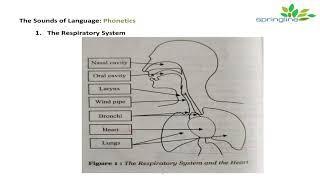 Day 7 Phonetics  Respiratory System Articulatory System Phonatory system explanation  springline [upl. by Mcdonald]