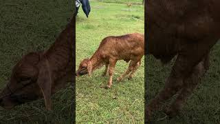 Lumpy skin disease in calves [upl. by Ellerihs]