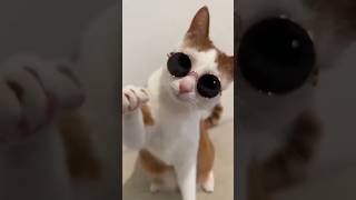 Up wala thumka love shorts comedy funnyvideo cat catvideo [upl. by Allegra]