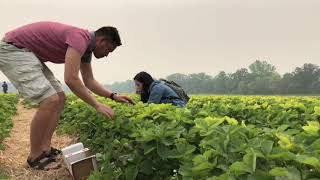 Strawberry picking 2019 at Boonstra Farm Stonewall Manitoba [upl. by Chiles621]