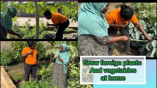 HOME GARDENING IN NIGERIA foreign plantsman and vegetable in Nigeria [upl. by Einreb]