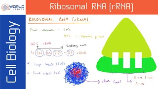 Ribosomal RNA rRNA  Cell Biology [upl. by Annibo874]