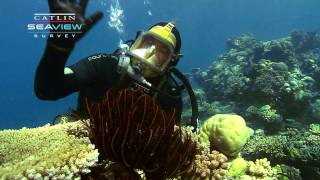 Seaview Science Video Crinoids [upl. by Ynnot]