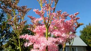 Лабазник красный «Венуста» Filipendula rubra Venusta [upl. by Corotto]