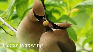 Beautiful Waxwing  Birdsong Waxwing Call [upl. by Aisatal586]