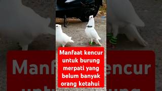 MANFAAT KENCUR UNTUK BURUNG MERPATI YANG BELUM BANYAK ORANG KETAHUI shorts [upl. by Houston111]