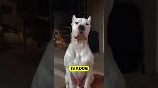 Dogo Argentino vs Doberman [upl. by Nivonod]