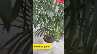 Bamboo palm  Indoor plant [upl. by Lowry]