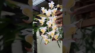 Aerides odorata vanda orchid [upl. by Garek]