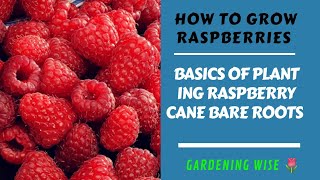 How to plant Raspberry cane bareroots in potsGrowing Raspberries Autumn fruiting Raspberry Zeva [upl. by Shanna]