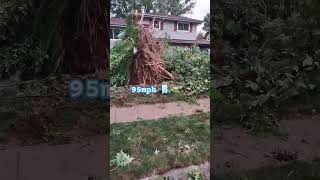 Front yard tree derooted shorts trending shortvideo siren weather viralvideo [upl. by Nauqas318]