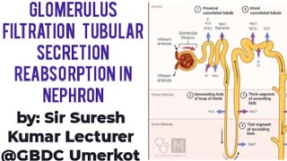 Glomerulus filtration Selective reabsorption Secretion Counter current HindiUrdu By Suresh Kumar [upl. by George]