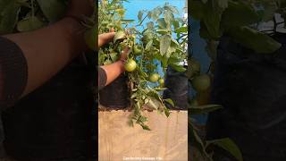 Aise kare Tomato 🍅 plant lagane ki shuruaat  How to start growing tomatoes in pots [upl. by Amora]