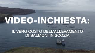 Il vero costo dell’allevamento di salmoni in Scozia [upl. by Nwadrebma]