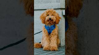 “He’s an angel to be honest” 😇 streetportraits dogphotography [upl. by Ennaylime]