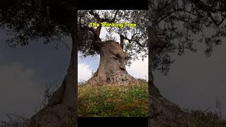 The Thinking Tree of Puglia shorts ThinkingTree [upl. by Marv]