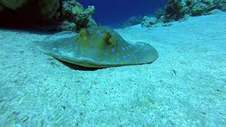 Facetoface for a second with a bluespotted stingray [upl. by Pattani531]