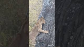 Serengeti Lion cubs [upl. by Soinotna42]