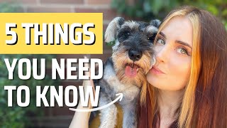 Mini Schnauzers 5 Tips You NEED to Know Before Getting One [upl. by Braswell]