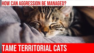 Dealing with Territorial Aggression in Cats Tips amp Tricks [upl. by Fredi259]