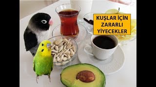 Kuşlar İçin Tehlikeli Zararlı Yiyecekler [upl. by Ahsael]