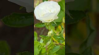 Very Cute Rose flower 🥀 Home Gardening  flowers gardening youtubeshorts rose [upl. by Temp994]