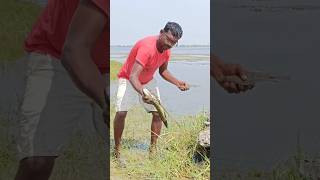 Hand fishing  Viral fish shorts [upl. by Sladen]