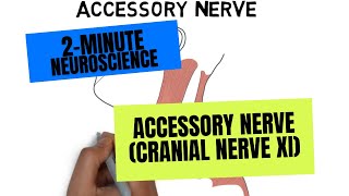 2Minute Neuroscience Accessory Nerve Cranial Nerve XI [upl. by Omoj]