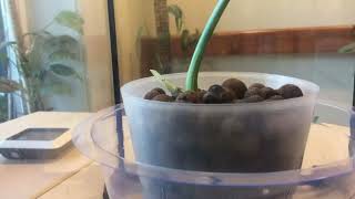 Monstera Albo Timelapse [upl. by Ehsrop938]