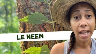 🌱Plantes médicinales Jour 25 le neem [upl. by Yrocej]