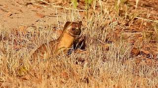 LONG TAILED WEASEL  pop goes the weasel [upl. by Yelroc]