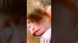 How will the sleep be good if the mother looks at the lice Macaque Baby monkey videoMonkey shorts [upl. by Atsok829]