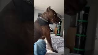 Dog Owner Pranks Pup by Pretending to Eat His Cheek—The Reaction is Priceless [upl. by Aibsel751]