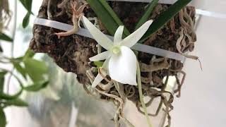 Angraecum didieri May 2024 [upl. by Fredia]