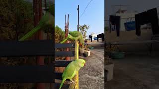 Parrot Playing Crippling ▶️ 👌 4K VIDEO [upl. by Hoang123]