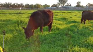 How to Manage Small Scale Rotational Grazing just like Joel Salatin [upl. by Worlock]