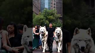 Beautiful ivory Direwolves 🤩❤️🐺 direwolves wolf wolves pets pet dogs dog fyp [upl. by Alma]