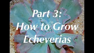 Echeveria Expert Part 3 Dick Wright on How to Grow Echeverias [upl. by Fransis]