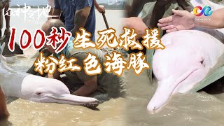 【ENGSUB】粉色海豚见者好运🎉被称为”世界上最罕见的动物“之一 带你100秒看完粉色海豚生死救援！ 众神之地 The Land of Spirits [upl. by Liddy822]