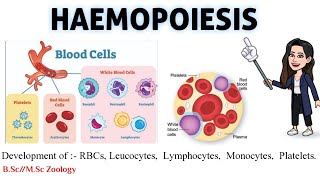 HAEMOPOIESIS  HAEMATOPOIESIS Haemopoietic Tissue• Development of Blood cells MSc BSc zoology [upl. by Dareen554]