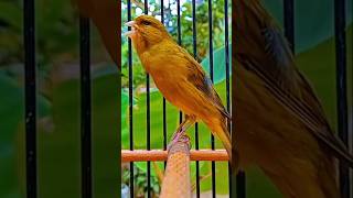 Male canary chirping Canários melodiosos pássaros cantando terapiacanária sons longos de canário [upl. by Yurik708]