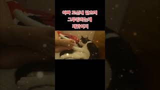 아빠 꼬신내 맡으며 그루밍하는게 제맛이지 cat cute automobile catlover funny kitten pets 고양이 cutecat animals [upl. by Anairdna16]