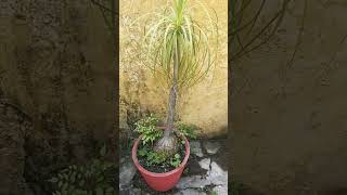 7 paam gardenplants nature [upl. by Wilburn]