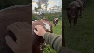 A Evening with The Herd sunset shorthorn cattle gigahank allmanbrothers viralvideo [upl. by Oileduab376]