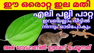 💯കുരുമുളക് ചെടികൊണ്ട് ഇങ്ങനൊരു എമണ്ടൻ ഉപയോഗം അറിയാമായിരുന്നോ Pepper solution for rats Rat problem [upl. by Rowen846]