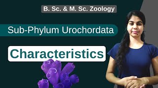 SubPhylum Urochordata  characteristics  B Sc amp M Sc  Zoology [upl. by Lidstone]